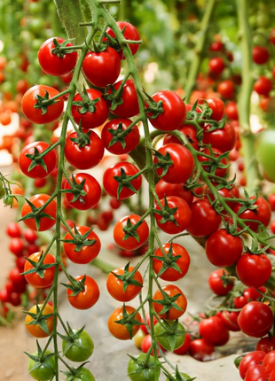 Waterfall Tomato Seeds