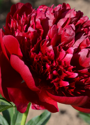 🌺Chinese Peony Flower Seeds—Mixed Color Plants—Home Garden Flower Seeds