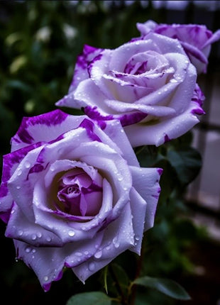 Rare Tricolor Rose 'Watercolor'