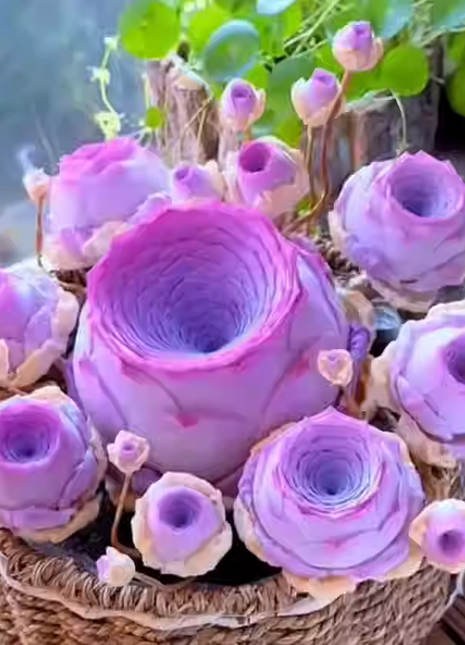 Mountain Rose Succulent Plant