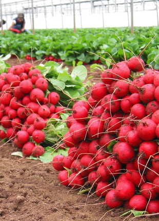 Radish Celesta F1 Organic