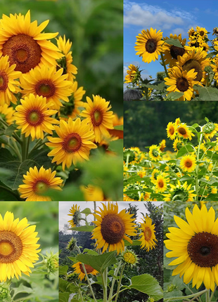 Multi-headed sunflower seeds