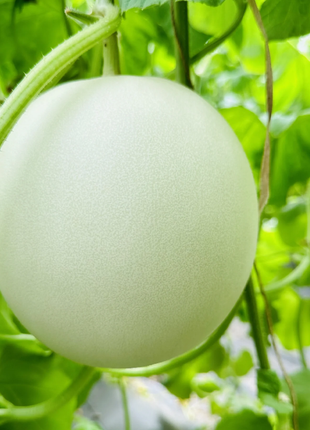 Jade Mushroom🍄Melon Seeds🍈