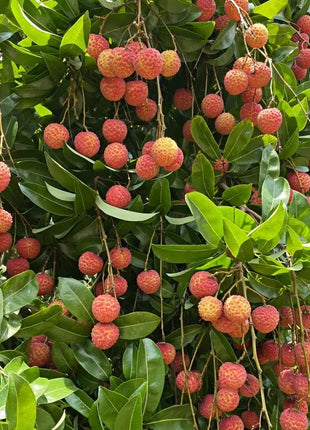 Seedless Lychee Sweetness Fruit