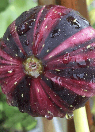 Rainbow Fig Seeds