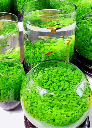 🌿Air Purifying Fish Tank Aquatic Plant Seeds