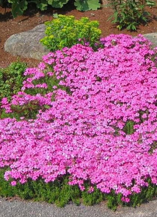 💐Vibrant Tapestry of Color ✨Creeping Phlox Seeds, Shibazakura Seeds