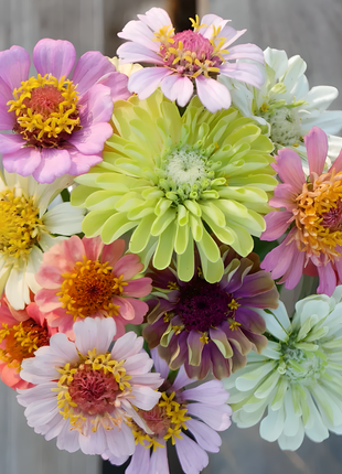 🌺Double Zinnia Mixed Color Seeds