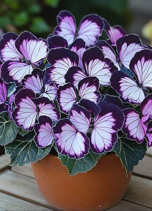 Begonia 'Moonlight Butterfly' - Purple and White