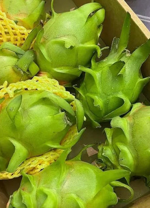 Multi-colored Dragon Fruit Seeds