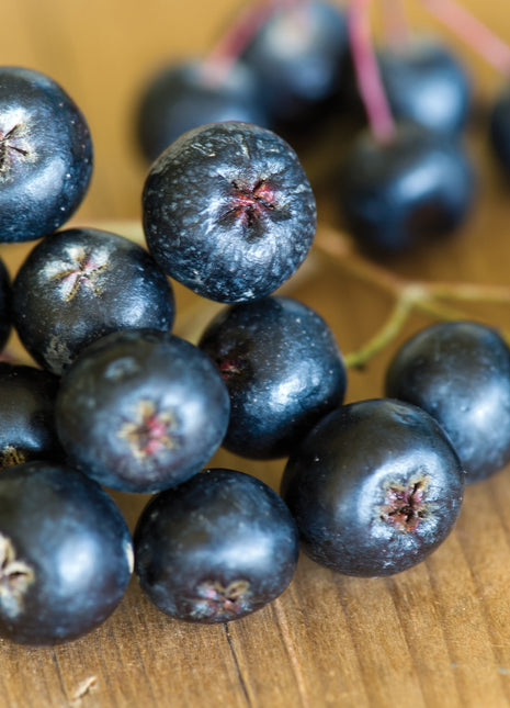 Aronia melanocarpa, Viking