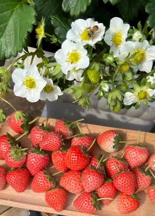 Sweet Dreamland Cream Strawberry Seeds