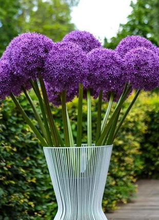 Giant Allium Giganteum Ornamental Onion Flower