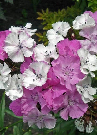 WEE Willie Dwarf SWEET WILLIAM Mixed Colors Dianthus Barbatus Flower Seeds