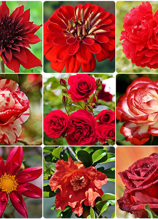 Red Head - Exclusive Red Wildflower Seed Mix