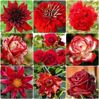 Red Head - Exclusive Red Wildflower Seed Mix