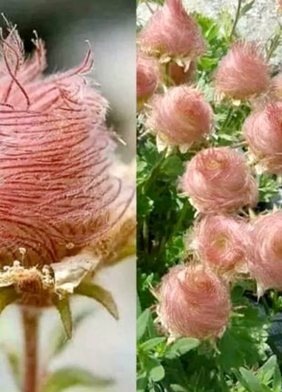 Prairie Smoke Flower Seeds