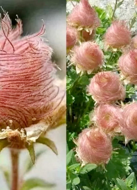 Prairie Smoke Flower Seeds