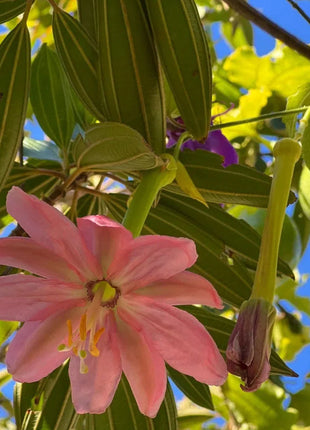 Passiflora Seeds - Banana Passion Fruit