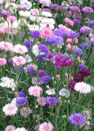 Cornflower Mixed Seeds