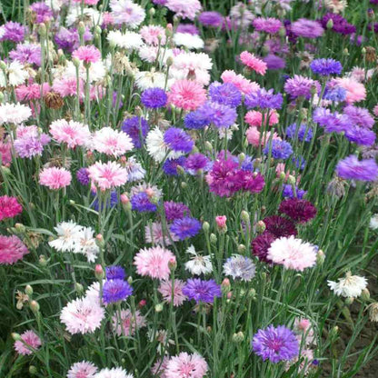 Cornflower Mixed Seeds