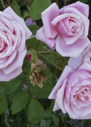 Light Blue Climbing Rose Seeds