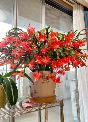 Crab Claw Orchid - The Icing On The Cake