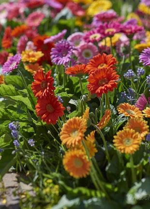 Mixed Gerbera Flower Seeds