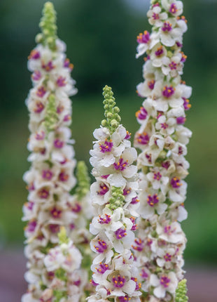 Verbascum Southern Charm Mixed