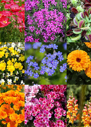 Shorty Low-Grow Wildflower Seed Mix