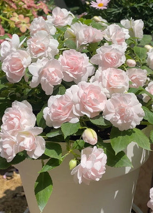 Pink Double Camellia Impatiens Sweet Princess Seeds