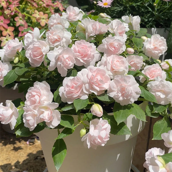 Pink Double Camellia Impatiens Sweet Princess Seeds