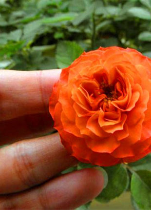Beautiful Mini Rose Seeds, 100pcs/pack