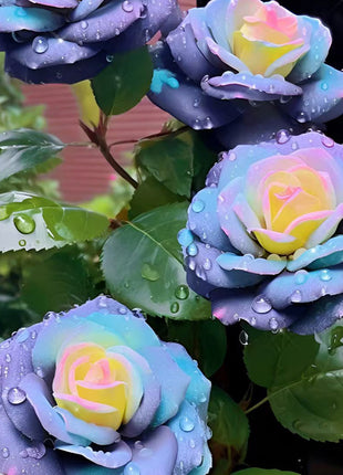 Western Region Mandala Langaros Rose