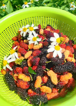 Black Mulberry Seeds