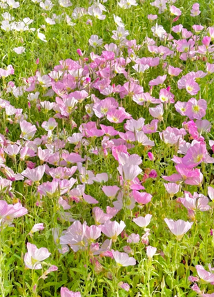🌺Evening Primrose—Sea Of Pink Flowers