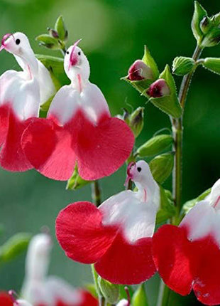 Salvia microphylla 'Hot Lips'