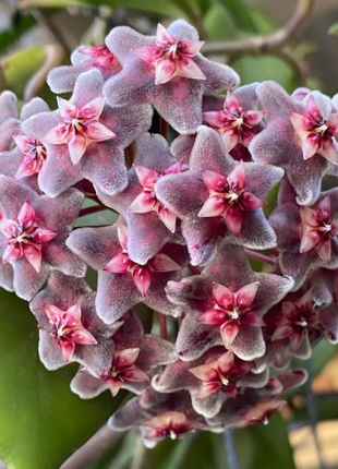 ⭐️Hoya Carnosa Flower Seeds 丨Star-shaped Flower Ball