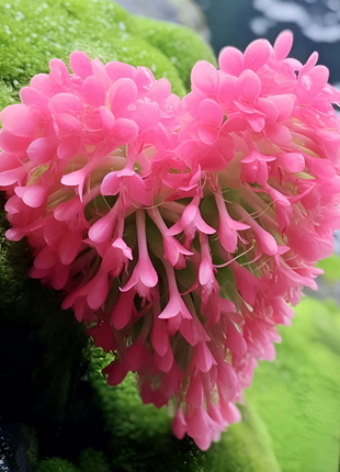 Flower Seed Heart Of The Earth