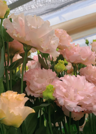 🌺Lisianthus - Sincere Love