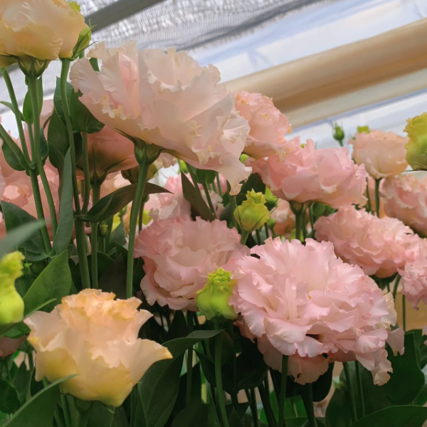 🌺Lisianthus - Sincere Love
