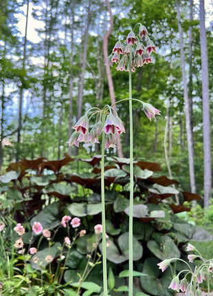 Sicilian Honey Garlic (Bee Lily) Seeds