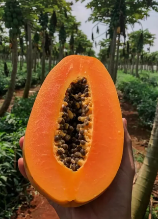 Organic Papaya Tree Seeds Heirloom Edible