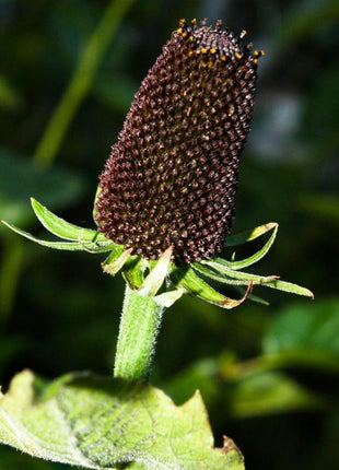 WESTERN CONEFLOWER Rudbeckia Occidentalis Green Wizard aka Rayless Naked Chocolate Black Flower Herb Seeds