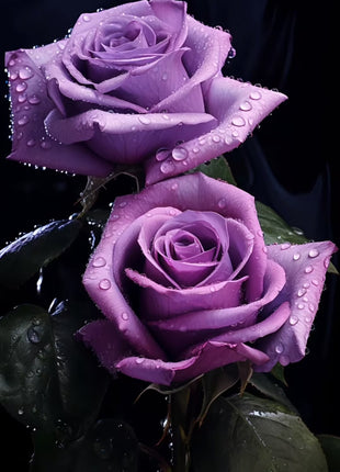Rare Purple Rose Plant Seeds for Home Gardens
