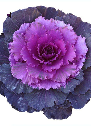 Purple Kale Seeds