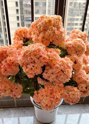 Kalanchoe Seed Garden Planting