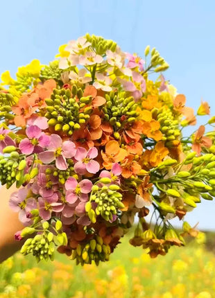 Colorful Rapeseed Flower Seeds