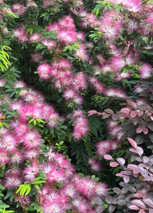 Silktree Albizziae Flower