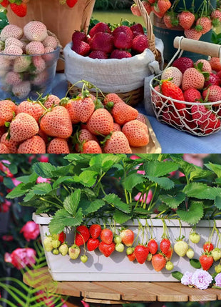 Sweet Dreamland Cream Strawberry Seeds